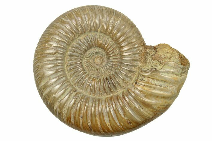 Polished Jurassic Ammonite (Perisphinctes) - Madagascar #270925